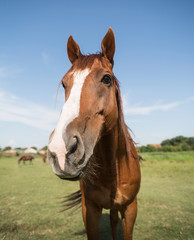 Naklejka premium Horse on the meadow at animal shelter.