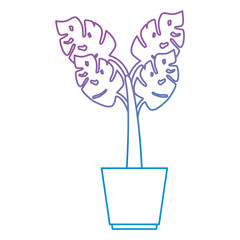 house plant in pot vector illustration design