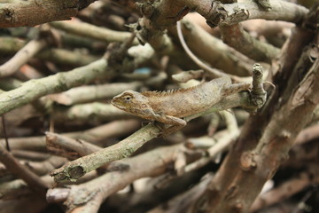 lizard in nature, red chameleon on tree
