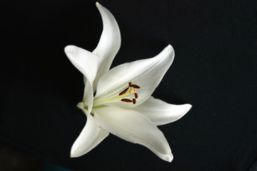 white lily flower on a black background isolated. minimal art. luxurious elegant floral composition