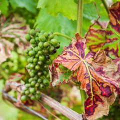 Schaden im Weingarten durch Krankheit