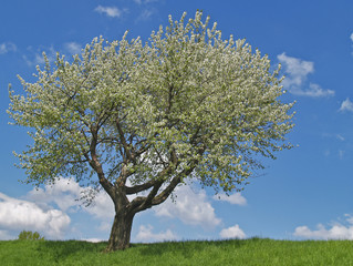 Fototapeta na wymiar Kirschblüte | cherry blossom
