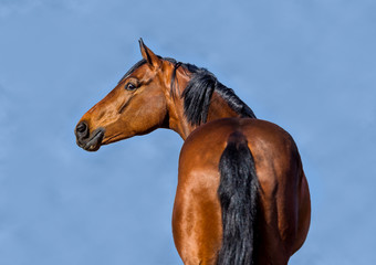 Portrait of a beautiful bay stallion against the sky