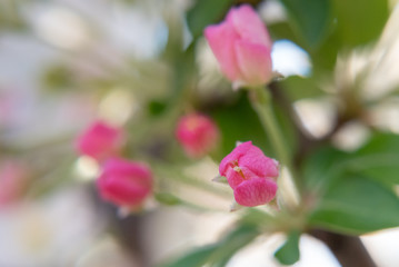 Red flowers on white and green background