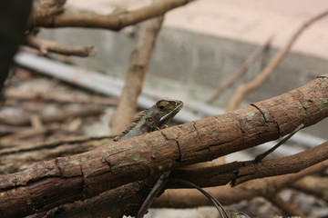 lizard in nature, red chameleon on tree