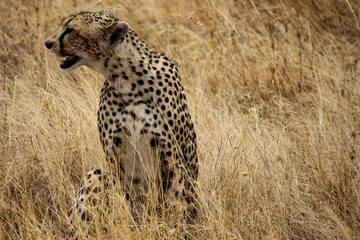 Female cheetah in the savannah