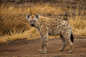 Spotted hyena