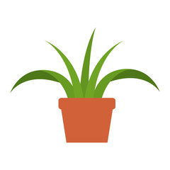 house plant in pot vector illustration design