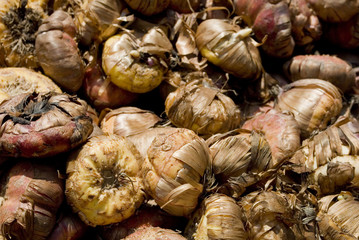 basket full of many tulip bulbs, brown, ready to be planted in the ground in garden during spring, sun, market, italy