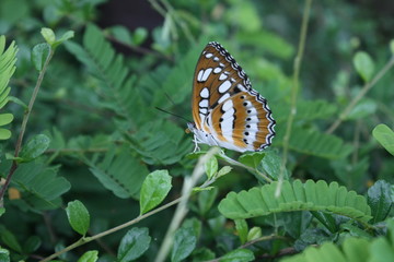 Fototapeta na wymiar butterfly in summer nature
