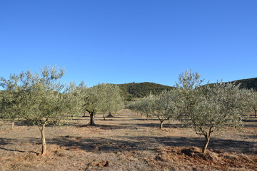 Olivier dans le sud de la france