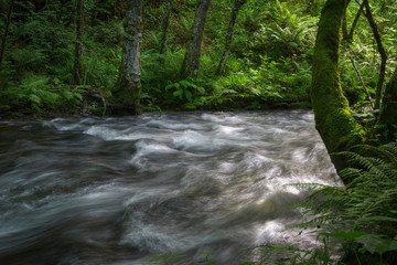 Obraz premium Banks of a river covered with fern among deciduous forests, in Cervantes, Galicia