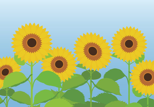Vector illustration of a sunflower field with flowers and leaves with a blue sky