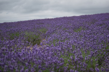 Obraz premium Lavender flower garden