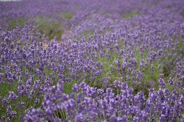Fototapeta premium Lavender flower garden
