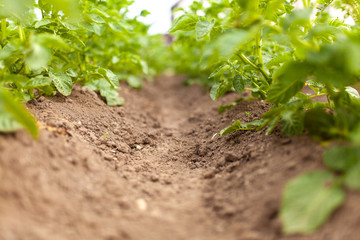 Potato growing in the field