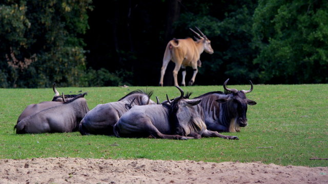 Fototapeta Odpoczywające stado antylop gnu i uciekająca antylopa eland