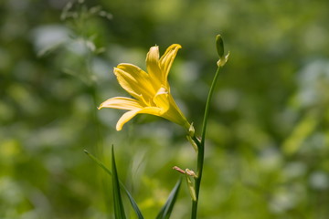 Obraz premium Wild yellow lily closeup blooms in the woodland meadow.