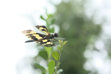 Dragonfly in nature,tiger dragonfly