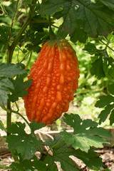 orange ripe Momordica (Indian cucumber) -Momordica charantia
