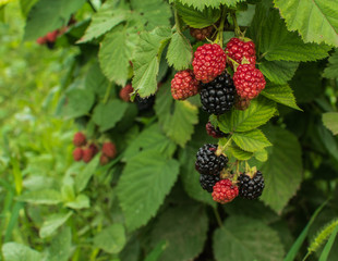  ripe and unripe blackberries on the bush with selective focus. Bunch of berries