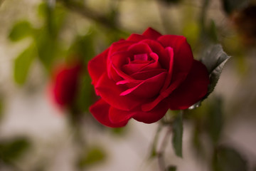 Rose im GArten