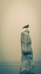 M&ouml;we auf einer Statue 