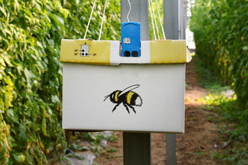A pollinating bumble bee hive, in a greenhouse tomato plantation.