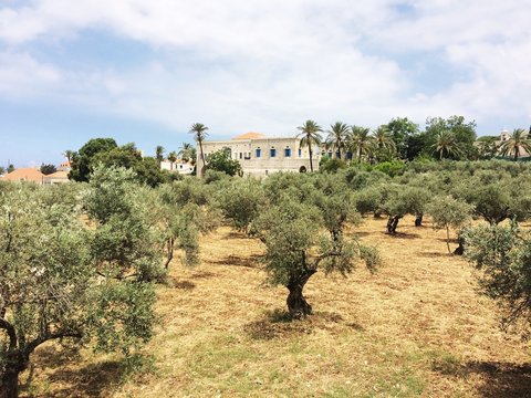 Champ de tr&egrave;s vieux olivers dans un vieux village au Liban
