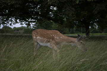 Deer in the Grass