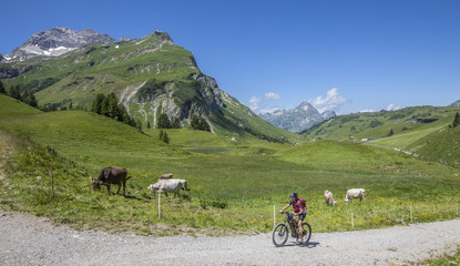 Fototapeta na wymiar active senior woman, riding her e-mountainbike and meeting a cattle herd in the Arlberg area near the famous village of Lech, Tirol, Austrian Alps