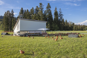 happy and healthy chickens i a mobile chicken home for organic poulty keeping in a chicken farm in Vorarlberg ,Austria © Uwe