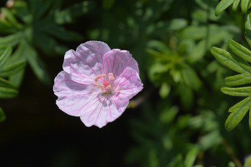 Obraz premium Bloody Cranesbill