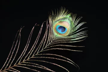 Crédence de cuisine en verre imprimé Paon Peacock feather