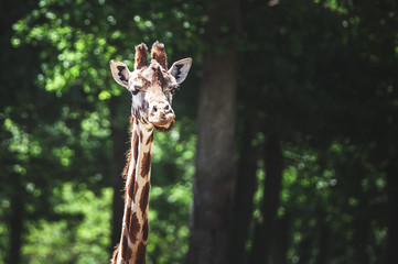 Girafe