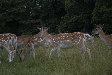 Deer in the Grass