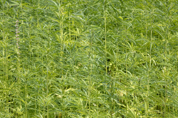 cannabis plant at the field, Futura21 is a cannabis plant without drug possibility