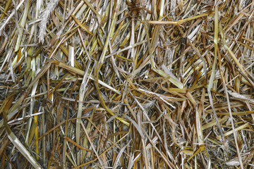 Sharp and Clear view of yellow straw background surface