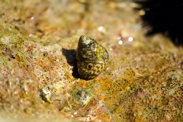 Shell on the sea rock