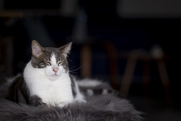 Chat blanc tigré couché