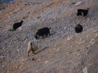 mountain goats at dawn in the mountains of Turkey (from mount Tahtali in Kemer)