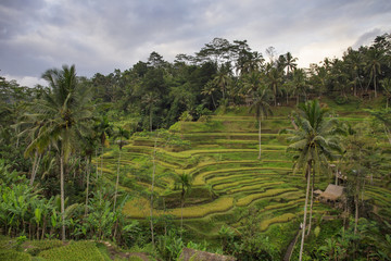 Fototapeta na wymiar Rice field terrace at Ubud,Bali,Indonesia