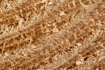 wood end grain texture abstract