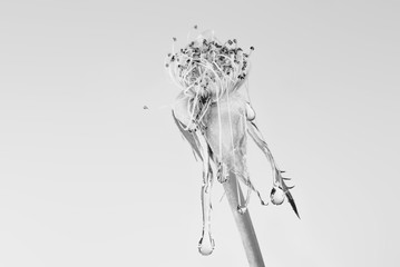 Dead rose with detail of water drops in black and white. Tears and floral death.