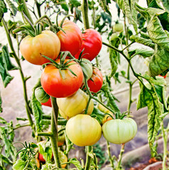 Tomatoes bunch in greenhouse.