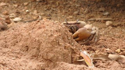 Seychellen-Krebse in den Magroven-Curieuse 