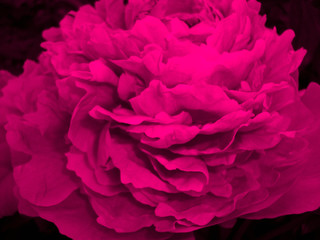 big flower of color of a fuchsia. macro. bright pink.