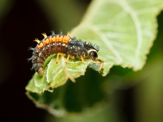 Awful hunter - ladybird larva