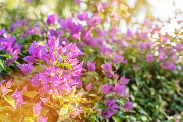 purple bougainvillea flowers