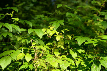 Wild raspberry leaves.